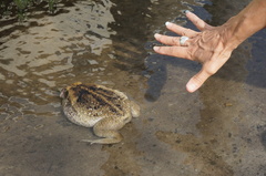 Rhinella marina