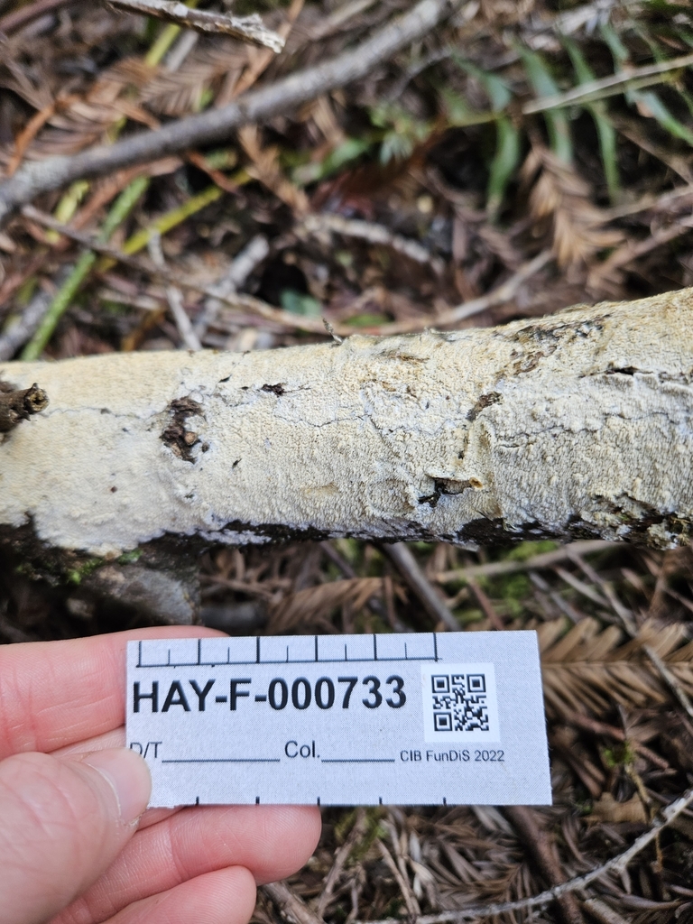 Steccherinum sp. 'CA05'