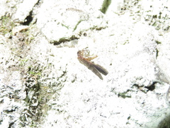 Gripopterygidae