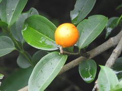 Strychnos angustiflora
