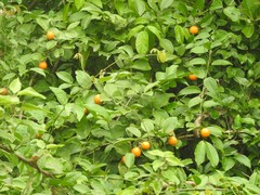 Strychnos angustiflora