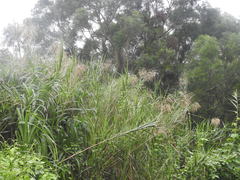 Phragmites karka