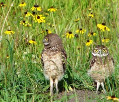 Athene cunicularia floridana
