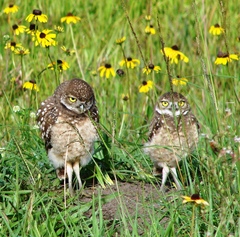 Athene cunicularia floridana