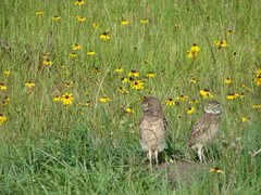 Athene cunicularia floridana