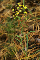 Bupleurum scorzonerifolium