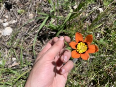 Sparaxis tricolor