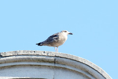 Larus argentatus