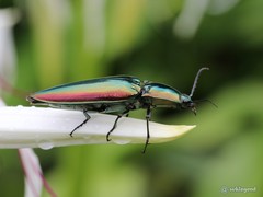 Campsosternus auratus