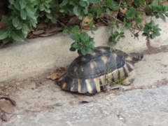 Testudo marginata