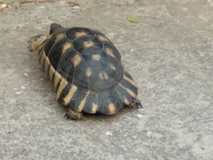 Testudo marginata