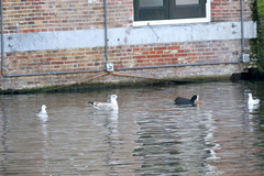 Larus argentatus