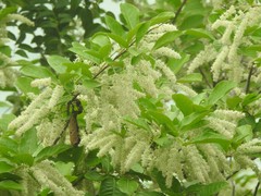 Homalium cochinchinense