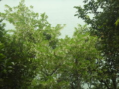 Homalium cochinchinense