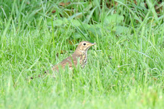 Turdus philomelos