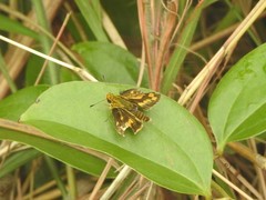 Potanthus pseudomaesa