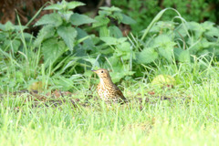 Turdus philomelos