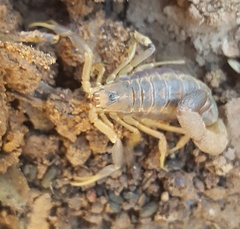 Uroplectes triangulifer