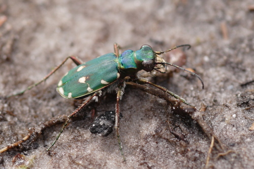 Green Tiger Beetle
