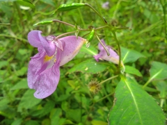 Impatiens textorii