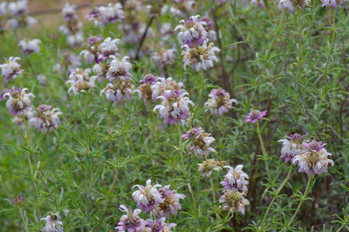 Image of Monarda fruticulosa by (c) Michelle W. （鍾偉瑋）, some rights reserved (CC BY)