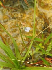 Utricularia uliginosa