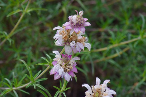 Image of Monarda fruticulosa by (c) Michelle W. （鍾偉瑋）, some rights reserved (CC BY)