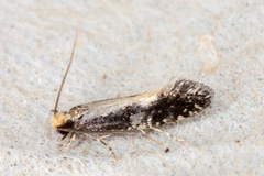 Monopis obviella