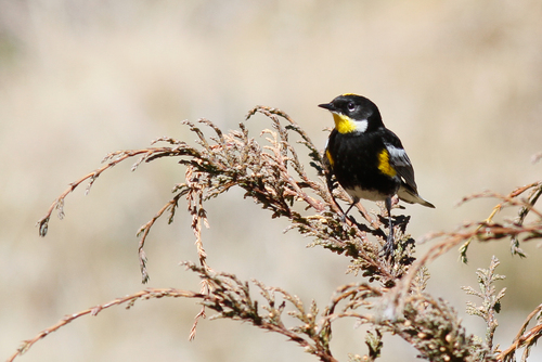 Yellow-rumped Warbler, photo 7 of 9