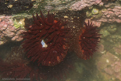 Bunodosoma goanense image