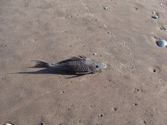 Hypostomus