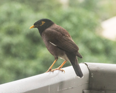 Acridotheres tristis