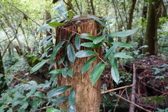 Hydrangea viburnoides