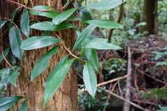Hydrangea viburnoides