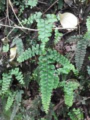 Adiantum diaphanum