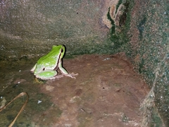 Hyla intermedia