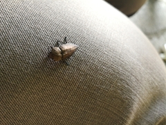 Capnodis tenebricosa