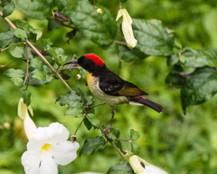 Myzomela jugularis