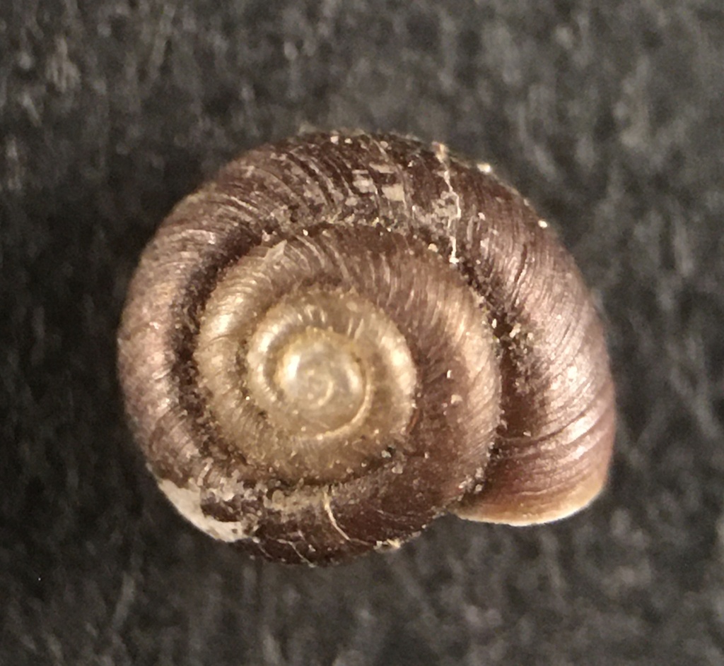 Pinhead Spot Snail, photo 1 of 10