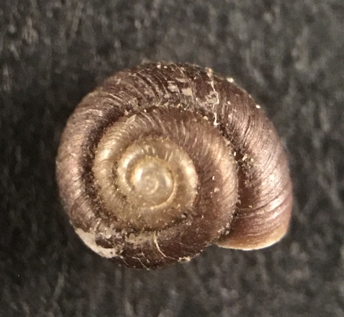 Pinhead Spot Snail