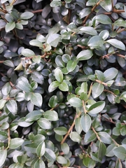 Buxus
