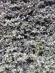 Buxus