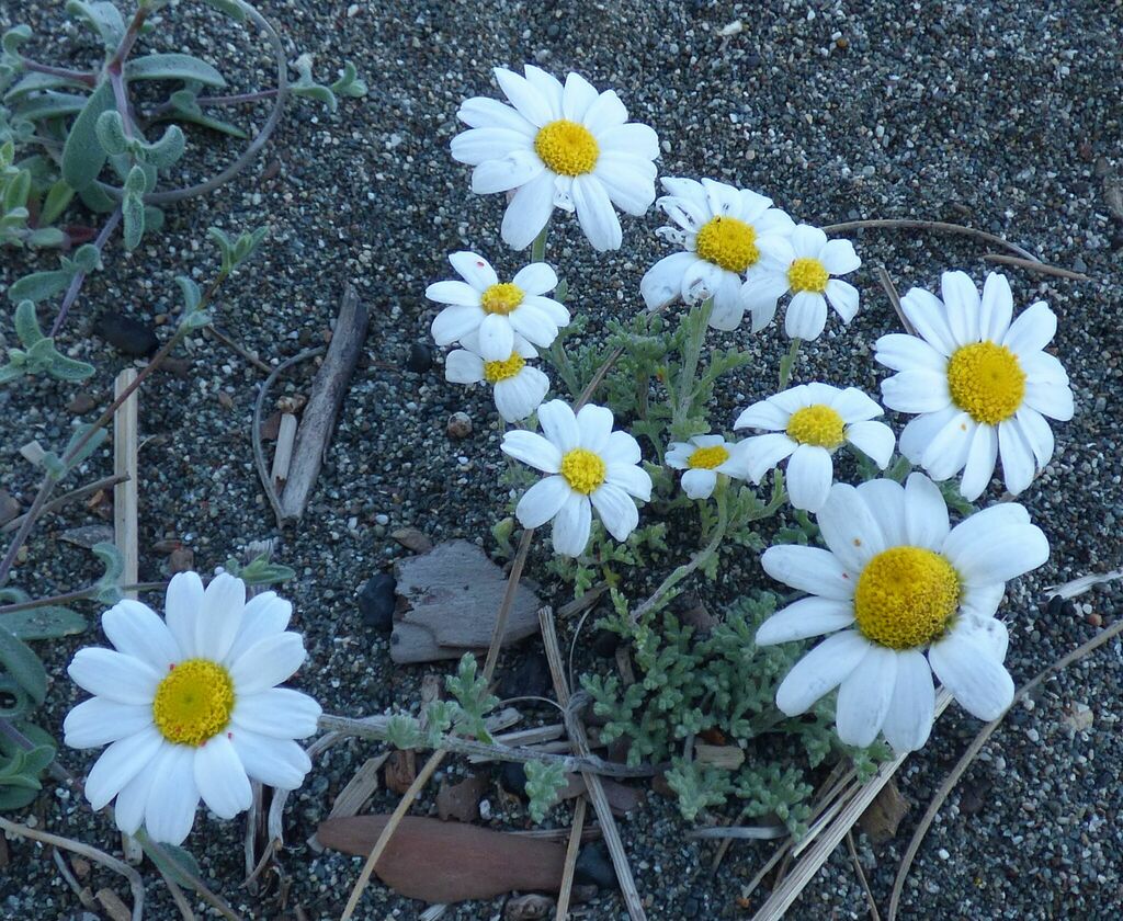 Anthemis ammophila