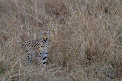 Leptailurus serval