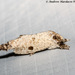 Squamura maculata - Photo (c) 57Andrew, algunos derechos reservados (CC BY-NC-ND), subido por 57Andrew