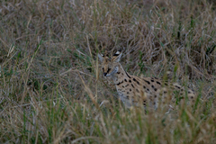 Leptailurus serval