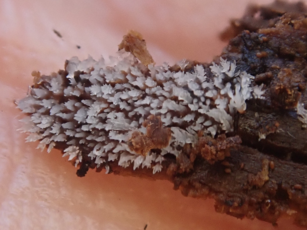 Stypella sp. 'CA01'