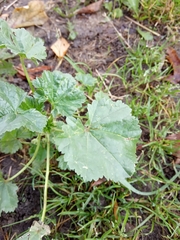 Malva pusilla