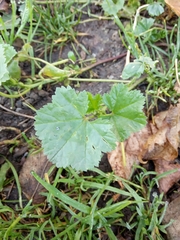 Malva pusilla