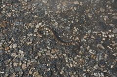 Helicops angulatus